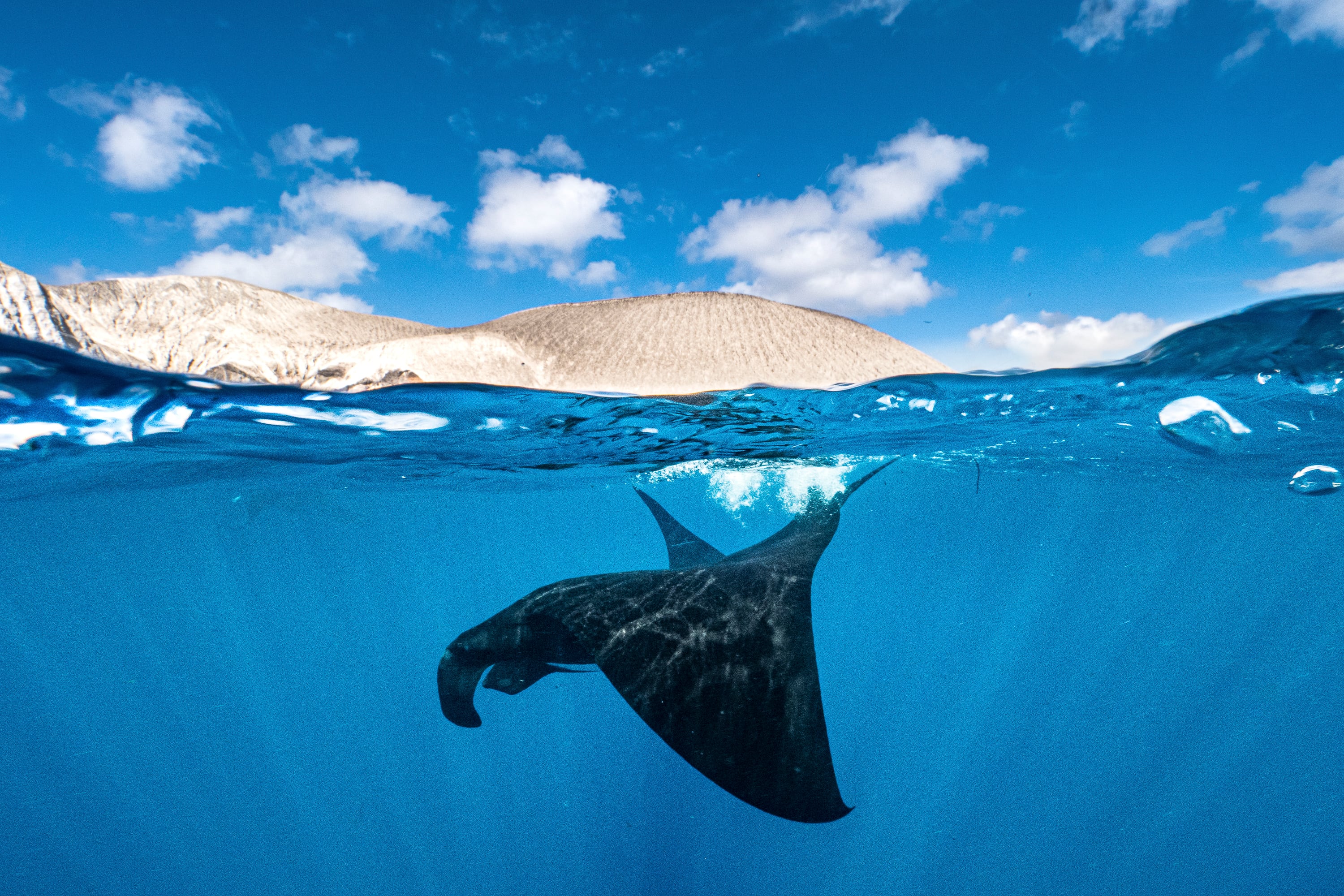 Mantarraya avistada en las profundidades de las islas Revillagigedo.