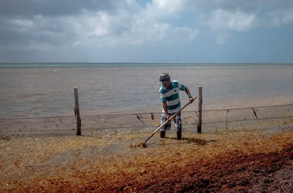 The bladderwrack helps the locals locate the drugs