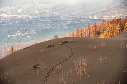 Cráteres que han dejado las bombas volcánicas en el entorno del Parque Natural de Cumbre Vieja (La Palma). 