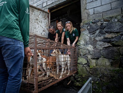 Members of anti-animal cruelty group Humane Society International, (HSI) transport a cage containing dogs from a slaughter house in Tomohon, North Sulawesi, Indonesia, Friday, July 21, 2023.