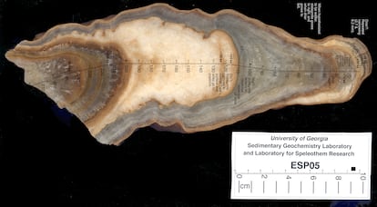 Estudio de ESP05, otra de las estalagmitas de Cova Arcoia analizadas por el Instituto Universitario de Xeoloxía.