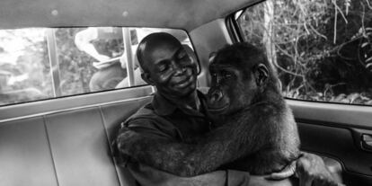 El bebé gorila 'Pikin', había sido capturado con la idea de ser vendido como carne de caza, pero fue rescatado por la organización Ape Action Africa. La fotografía, que captura el momento de su liberación, es la ganadora del Wildlife Photographer of the Year People's Choice, una categoría del concurso organizado por el Museo de Historia Natural de Londres sometida a votación del público.