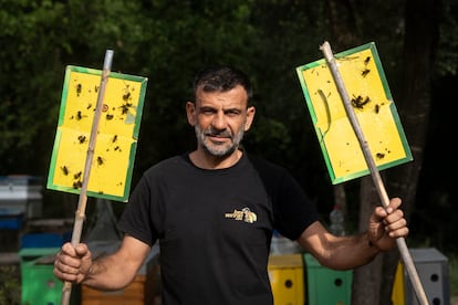 El apicultor Samuel Ramal hace guardias frente a sus colmenas para protegerlas de la avispa asiática. En pocos minutos consigue matar a una veintena con su cazamariposas casero.