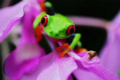 A pesar del futuro poco alentador, algunas especies han sorprendido a los expertos: es el caso de una especie de rana, que había desaparecido años atrás por completo de su área natural, y ahora existe una población en un estanque artificial en un zoológico de San José de Costa Rica y zonas cercanas, en pleno corazón de la cuidad.