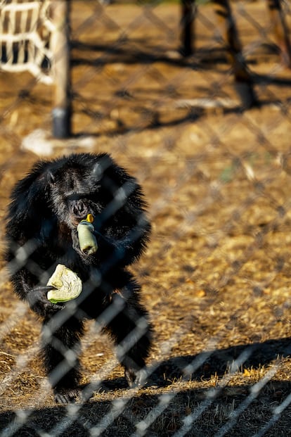 En España existen unos 140 grandes simios entre los que viven en zoos y los que han sido rescatados por los tres centros de recuperación que existen. En la imagen, Guille, uno de los 15 chimpancés del centro Rainfer, desayuna este miércoles en el recinto que comparte con otros ejemplares.