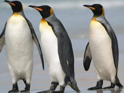 Varios pingüinos rey.