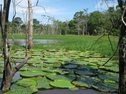 Los bosques de v&aacute;rzea donde crece la &#039;Victoria amazonica&#039; depende de las inundaciones estacionales del Amazonas.