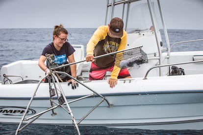 Fotografía de 2019 cedida por Vulcan Inc donde aparecen dos personas soltando una estación submarina de vídeo a control remoto (BRUVS) en el mar de Hawái, (EE UU).