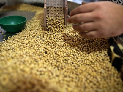 Porotos de soja en una planta de almacenamiento de granos en Carlos Casares, provincia de Buenos Aires, Argentina.