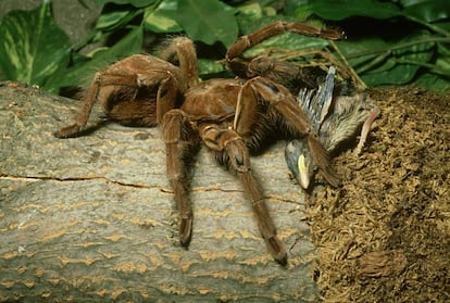 Una araña goliat jugando al pilla-pilla con un tierno pajarillo.