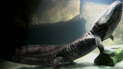Ejemplar de salamandra gigante china en el zoo de Londres. De no cesar su captura, los expertos creen que solo la cría fuera de su entorno original asegurará la supervivencia de la especie.