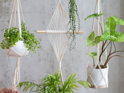 Perfectas para adornar de forma original áreas exteriores e interiores como tu salón, terraza o jardín. GETTY IMAGES.