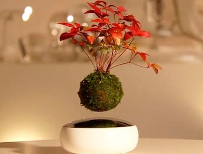 coverbonsai2