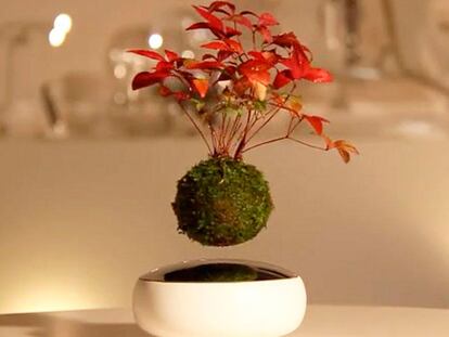 Magia parece, realidad es: llegan los bonsáis voladores