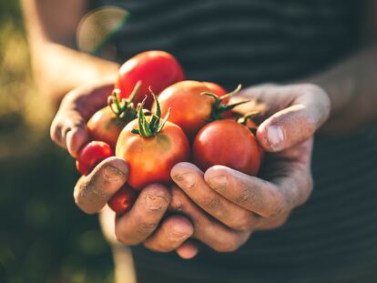 Sanidad vegetal: un recurso clave para avanzar hacia una agricultura de calidad, productiva y respetuosa con el medio ambiente