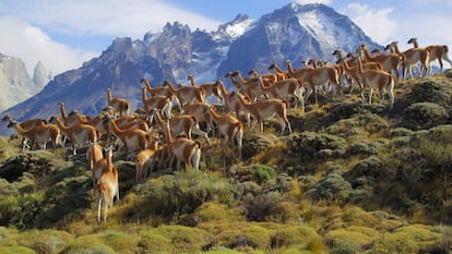 Una manada de guanacos en las Torres del Paine.