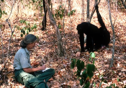 Na foto, Jane Goodall estuda o comportamento de um chimpanzé durante sua investigação na Tanzania, em 15 de fevereiro de 1987.