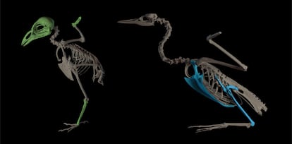 Representación de aves terrestres (a la izquierda) y acuáticas. Los huesos de las primeras con más variaciones son los relacionados con la conexión con el entorno. En las segundas, son los que tienen que ver con la locomoción.