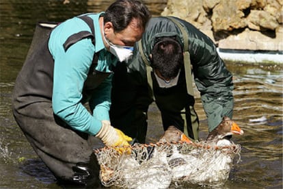 Dos operarios capturan hoy patos en el Parque de María Luisa de Sevilla para realizarles unos análisis.