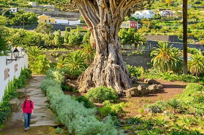 Ejemplar de drago en Icod de los Vinos (Tenerife).