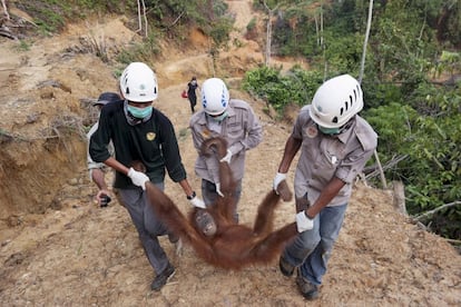 Conservacionistas locales y gubernamentales trasladan un orangután hembra que fue encontrado aislado en una plantación de palma aceitera en el distrito de Batang Serangan, Langkat, provincia de Sumatra.