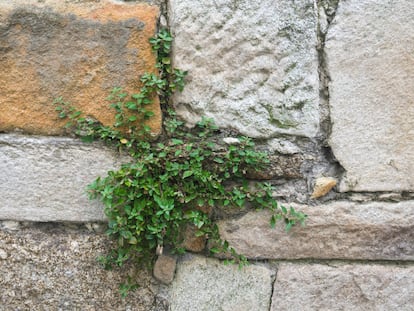 Planta parietaria