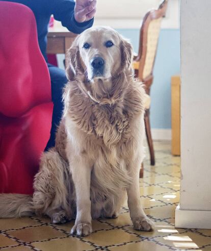 'Shiwa', el perro del músico.