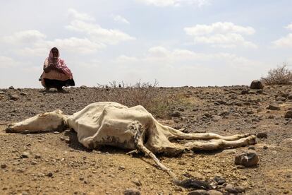 Una mujer observa el cadáver de una vaca, víctima de la brutal sequía que afecta a Higlo Kebele, región somalí de Etiopía. En este país africano cinco millones y medio de niños por debajo de los cinco años sufren malnutrición, y más de un millón se encuentran en una situación crítica por el triple impacto de una prolongada sequía, los conflictos y el azote de la pandemia, han alertado este martes distintas agencias de Naciones Unidas.