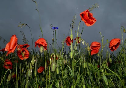 Una fuerte tormenta moja un campo de amapolas en Falkenhagen (Alemania).