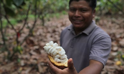 Un productor ense&ntilde;a una mazorca de cacao de su &uacute;ltima cosecha. Los granos que esconde la pulpa blanca ser&aacute;n fermentados y luego secados en la planta de Appta, situada en el pueblo Bribri de Talamanca. 