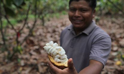 Un productor enseña una mazorca de cacao de su última cosecha. Los granos que esconde la pulpa blanca serán fermentados y luego secados en la planta de Appta, situada en el pueblo Bribri de Talamanca.