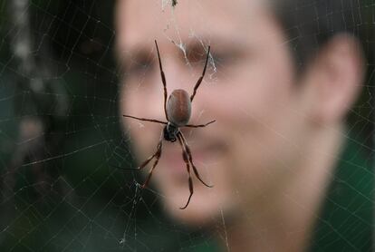 Jamie Mitchell, um dos cuidadores do zoológico de Londres, ao lado de uma aranha de seda dourada.