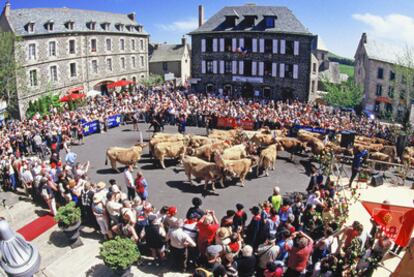 Rebaño de vacas preparadas para ser bendecidas en la plaza mayor de la villa de Aubrac (Francia).