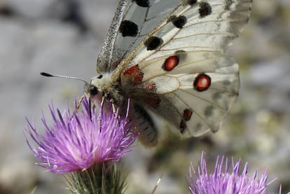 Un bello ejemplar de mariposa 'Parnassius apollo'.