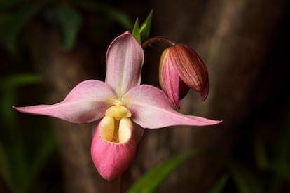 Hybrid of a pink 'Phragmipedium besseae' and a 'Sunset' lady's slipper.