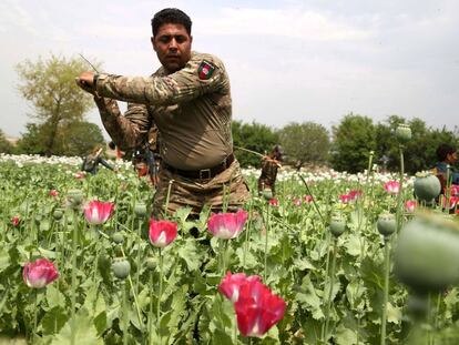 Soldados afganos destruyen un campo de amapolas en la provincia afgana de Nangarhar.
