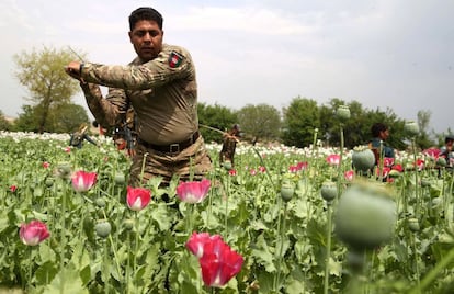 Soldados afganos destruyen un campo de amapolas en la provincia afgana de Nangarhar. Según informes oficiales la producción de opio en Afganistán ha aumentado un 87% en los dos últimos años, convirtiendo al país en el mayor productor mundial de opio, con el que se fabrica la heroína y otros opiáceos, el grupo de drogas que mas muertes causa en el mundo.