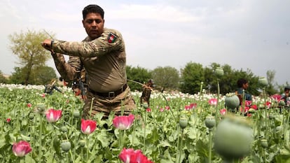 Soldados afganos destruyen un campo de amapolas en la provincia afgana de Nangarhar.