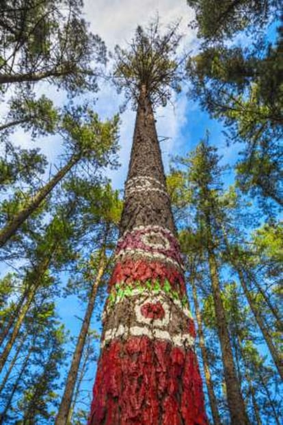 Árboles pintados en el bosque de Oma.