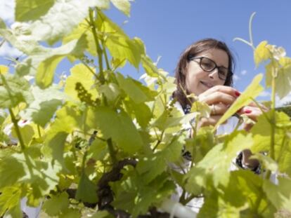 Durante 30 años esta bióloga ha recorrido los viñedos de Galicia y Asturias para recuperar variedades desaparecidas y ha resucitado grandes vinos perdidos.