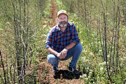 Carlos Camañes, dueño de Green Asparagus, entre sus esparragueras.