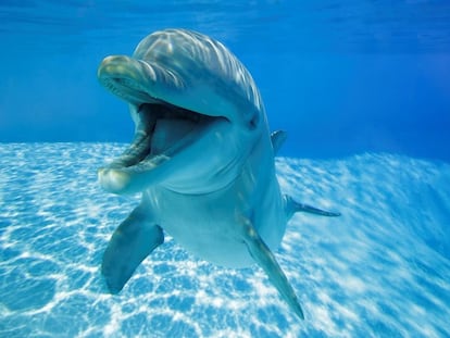 Delfines mulares