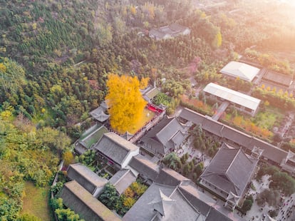 Un gran ginkgo amarillo en un templo al sur de la ciudad china de Xi'an.