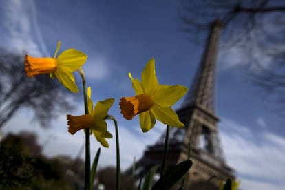 Narcisos florecen a los pies de la Torre Eiffel en París.