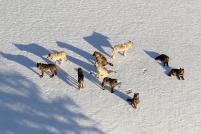 Aerial photo taken by the US National Park Service in Yellowstone in 2019. 