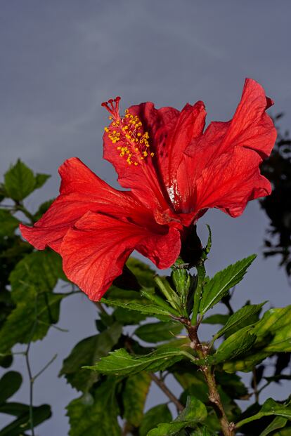 Primer plano de una flor del gran jardín del hotel.