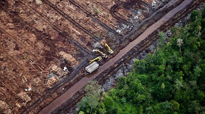 La deforestación provocada por la expansión del cultivo de aceite de palma industrial no solo conlleva la destrucción de la flora y fauna, sino también la eclosión de nuevos virus y microbios. 