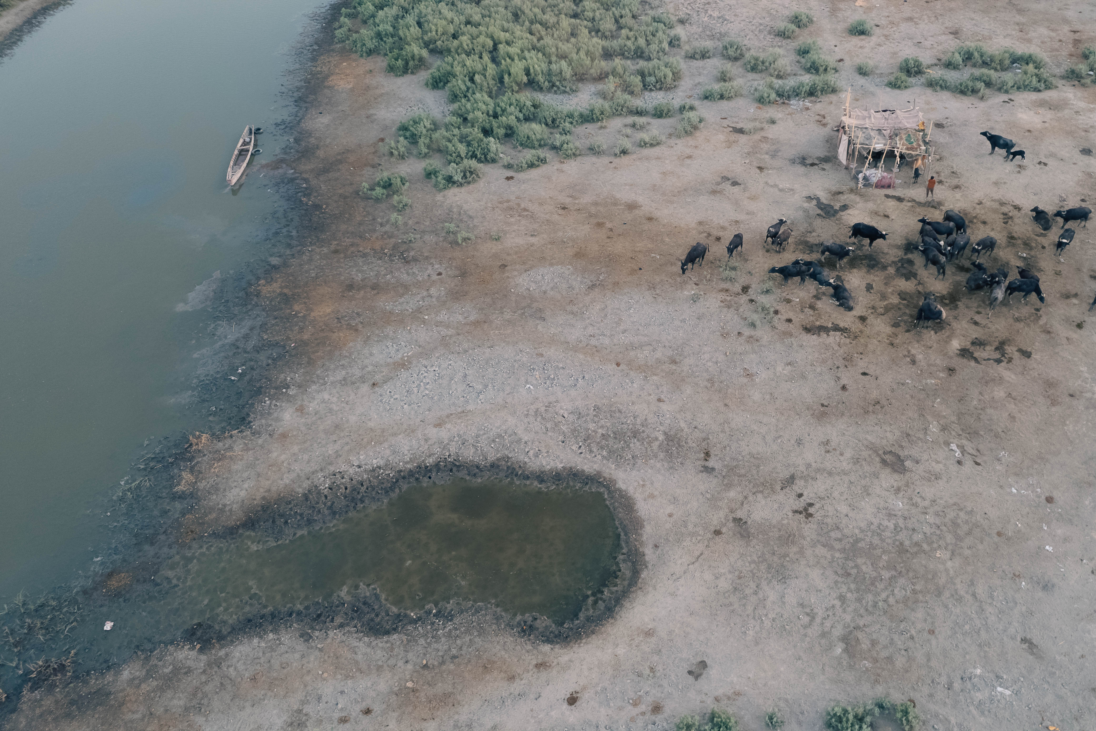 En Irak, las marismas de Basora agonizan: “Quizás ya sea demasiado tarde”
