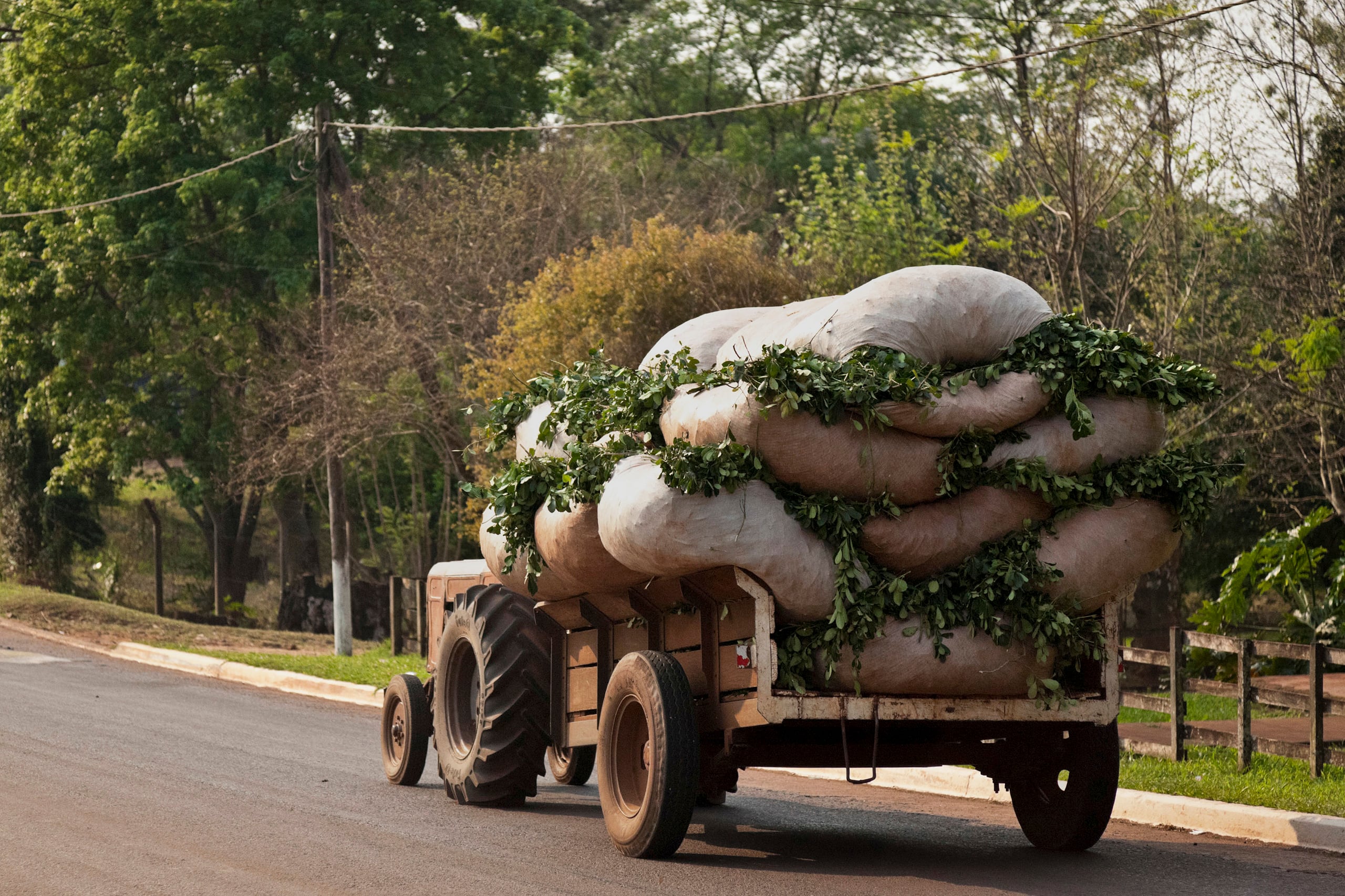 El cambio climático convierte a Uruguay en productor de mate
