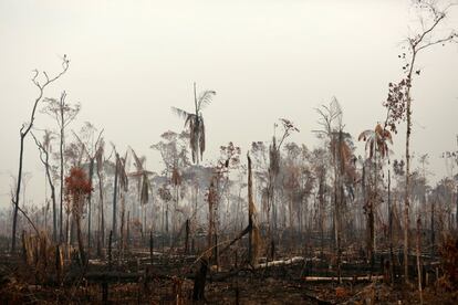 Un tramo de la selva amazónica después de haber sido incendiada el día 24 de agosto de 2019 en Boca do Acre, estado de Amazonas (Brasil). El número de incendios detectados desde el 1 de enero hasta el 20 de agosto es el de 72.843, conforme a El Instituto Nacional de Investigaciones Espaciales (INPE), lo cual equivale a un aumento del 80% respecto al mismo periodo de 2018.